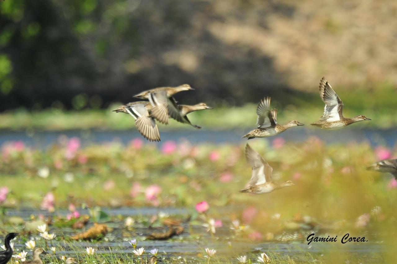 Captain'S Bird Safari Lodge Puttalam Esterno foto