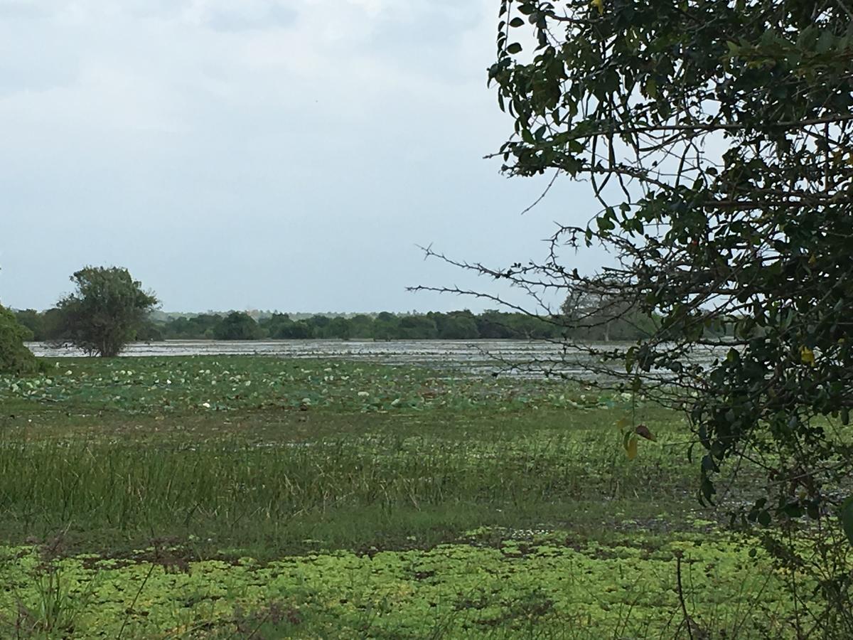Captain'S Bird Safari Lodge Puttalam Esterno foto